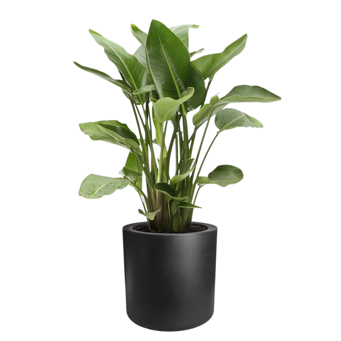 pure cilinder wheels 40 noir